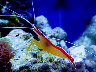 Skunk cleaner shrimp in aquarium - Lysmata Amboinensis © Kolevski.V