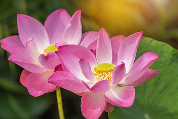 Close up pink lotus flowers or Sacred lotus flowers ( Nelumbo nucifera ) blooming with green leaves in lake on sunny day