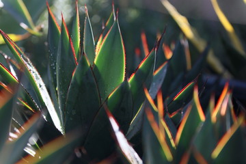 Blue Glow Agave in Morning Light