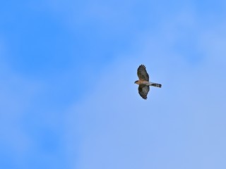 青空バックに悠然と飛ぶハイタカ