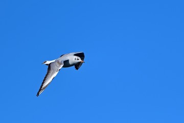 青空バックに優雅に飛ぶユリカモメ