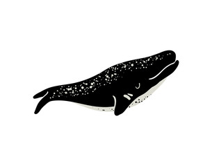 Vector illustration of whale. © Bonnie Cocos