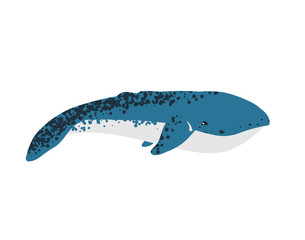 Vector illustration of whale. © Bonnie Cocos