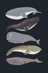 Vector illustration of whale. Set of vector whales.