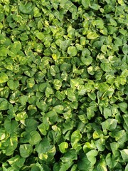 green leaves in the pond