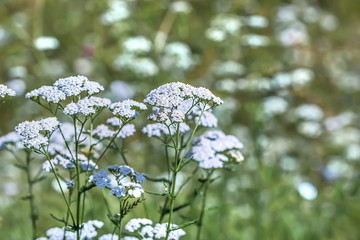 Plant Yarrow ordinary (Achillea millefolium ) © Starover Sibiriak