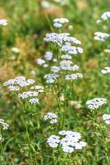 Plant Yarrow ordinary (Achillea millefolium ) © Starover Sibiriak