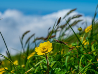 白馬岳のシナノキンバイ