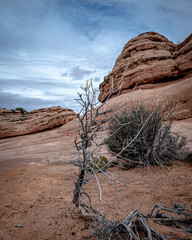 Desert Beauty