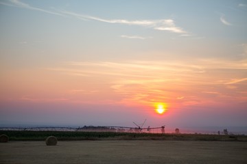 Sunset over a alfalfa field