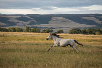 horse running in field