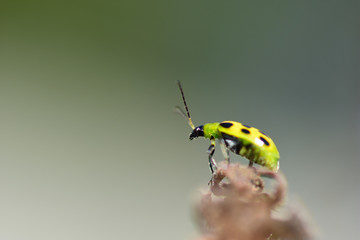 Diabrotica undecimpunctata