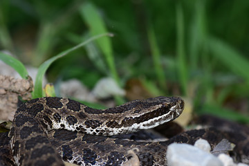 Sistrurus catenatus tergeminus