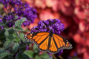 butterfly on flower