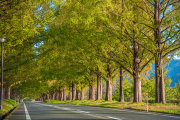 メタセコイア並木