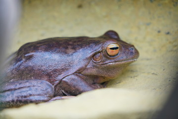 A brown tree frog amphibian