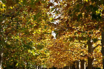 Fototapeta na wymiar プラタナス並木の秋風景