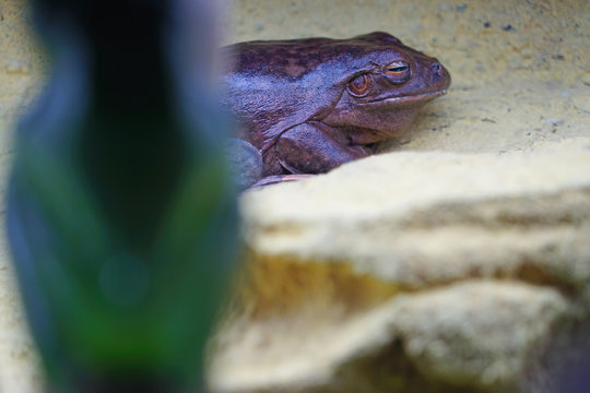 A Brown Tree Frog Amphibian