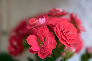 pink rose on black background