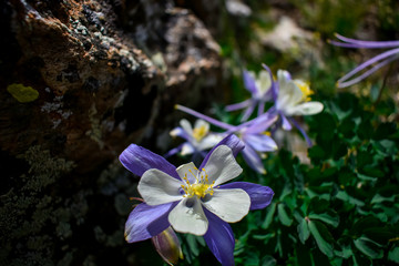 Some beautiful Colorado Columbines growing from the rocky soil near Ptarmagan Lake in the Collegiate Peaks area.