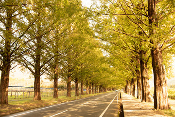 Obraz premium メタセコイア並木