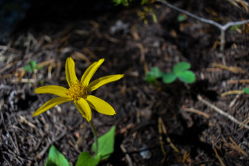 Beautiful yellow flowers just below the summit of Mt. Harvard near Buena Vista, CO.
