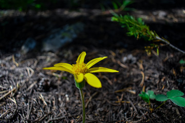 Beautiful yellow flowers just below the summit of Mt. Harvard near Buena Vista, CO.