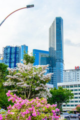 white pink tabebuia blossom among city traffic crowd andskyscraper high buildings in surabaya city...
