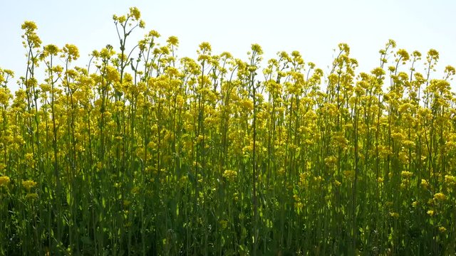 Blooming canola field. Rape flower on the field in spring. Bright yellow rapeseed oil.