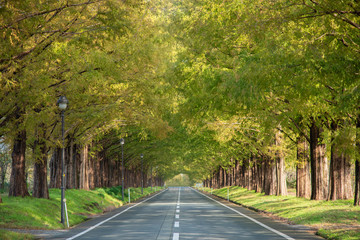 Fototapeta premium メタセコイア並木