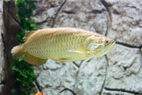 Arwana Tropical fish in Papua (Scleropages Jardinii)