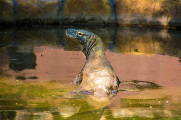 Komodo dragon giant lizard komodo monitor in the water in surabaya zoo indonesia