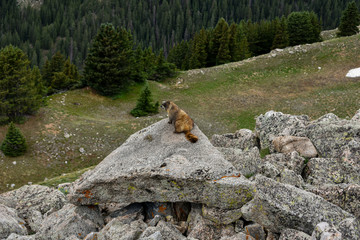Playful Marmots come out to watch the hikers on the way to the summit of Mt. Yale near Buena Vista, CO.