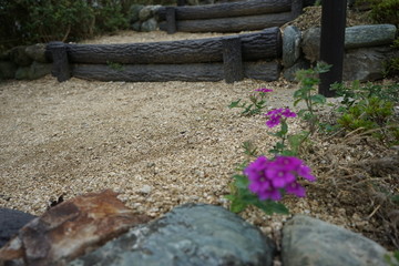 道の片隅に咲く花