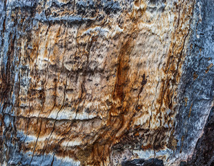 Tree Trunk Texture