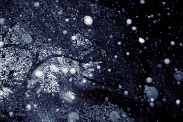 桜と雪