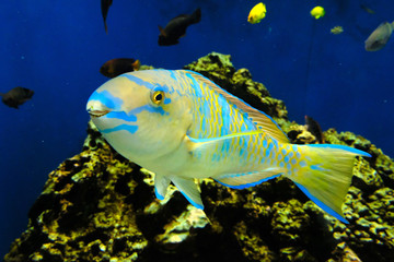 可愛い模様のヒブダイ