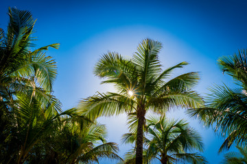 Sunlight shines through palm trees in Miami Beach