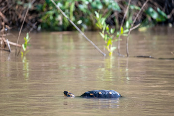 Red footed tortoise swimming