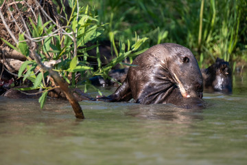 River otter scratching back