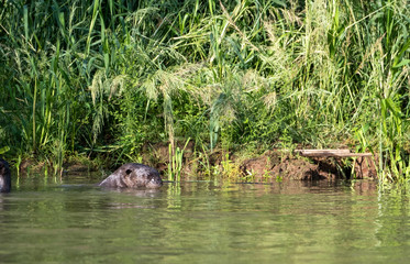 River otter swimming