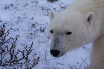 Naklejka na ściany i meble polar bear close up of face