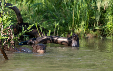 river otter swims into screen