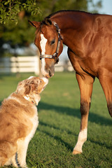 Horse kissing dog