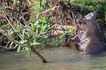 RIver otter eating fish tail in the Pantanal