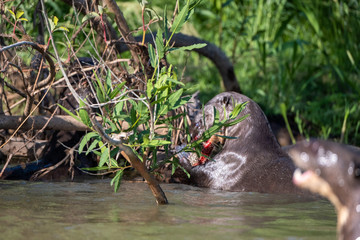 2 River otter eating in the Pantanal