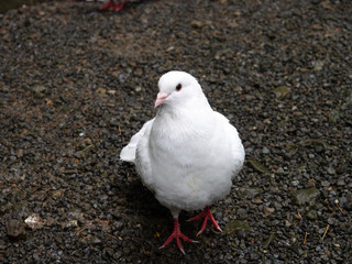 Single White Dove