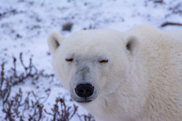 Obraz na płótnie Canvas polar bear close up of face