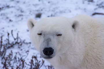 Fotobehang polar bear close up of face © Wandering Bear