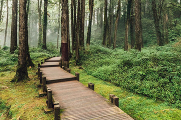 Wooden walkway that leads to Cedar and Cypress trees in the forest with fog in Alishan National Forest Recreation Area in Chiayi County, Alishan Township, Taiwan.